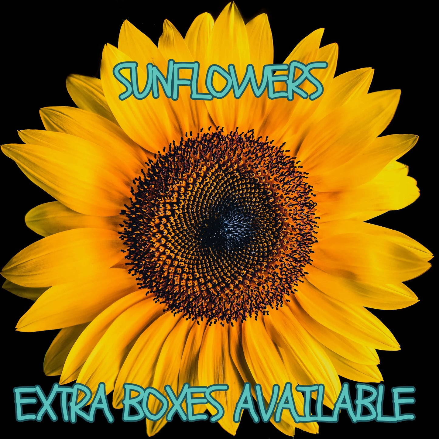 SCD Tee Club - Extra SUNFLOWER Boxes (September 2024) - SEASONAL BOX ONLY